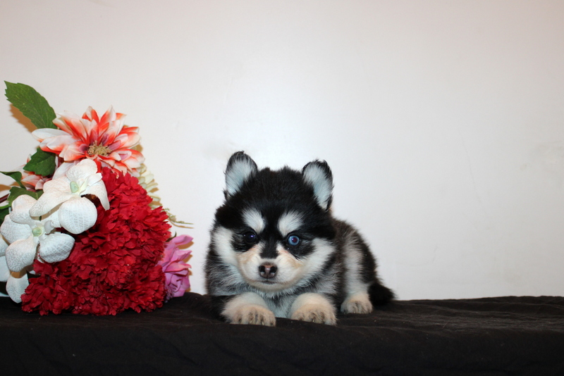 puppy, for, sale, Pomsky, Matthew B. Stoltzfus, dog, breeder, Gap, PA, dog-breeder, puppy-for-sale, forsale, nearby, find, puppyfind, locator, puppylocator, aca